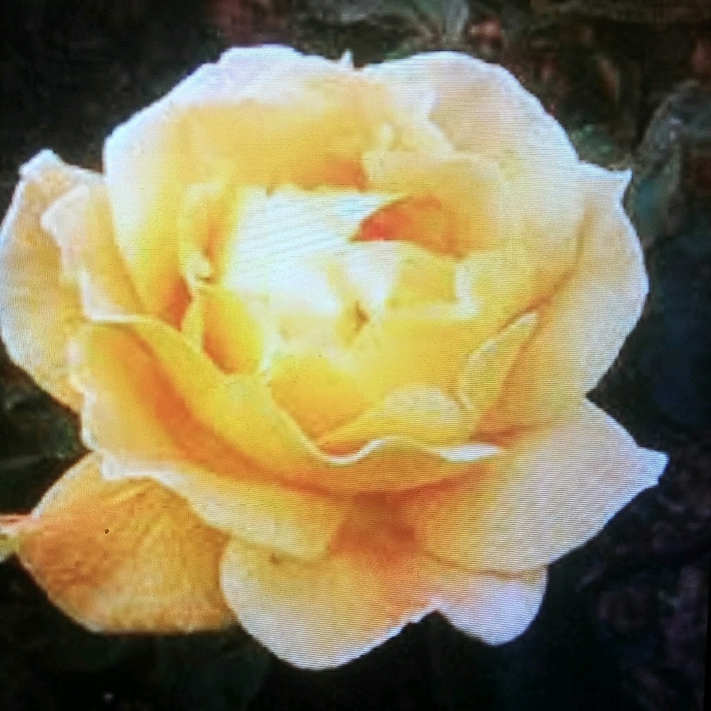 Meet your Posher, Iris